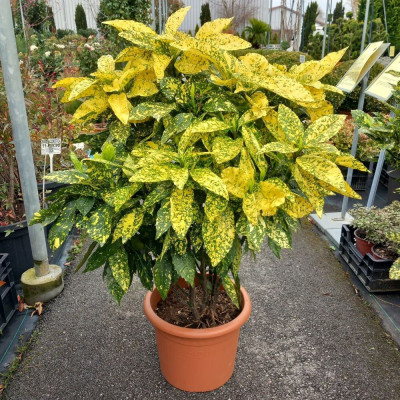Acuba Japonica "Pom de Aur" Ghiveci 10L - Bulbshop
