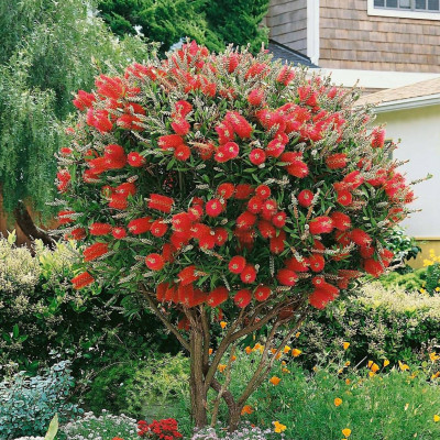 Callistemon Citrinus - Red Rocket - Ghiveci 7L - 50-60cm
