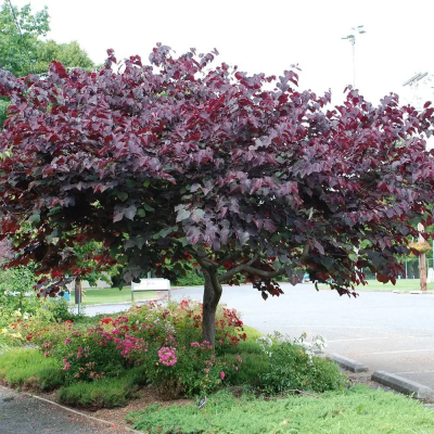 Cercis - Arborele lui Iuda - "Forest Pansy" - Bulbshop