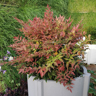 Nandina - Bambus Sfant "Gulfstream" Ghiveci 2L - Bulbshop