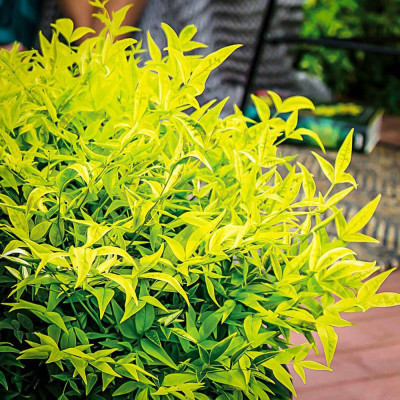Nandina - Bambus Sfant "Lemon" Ghiveci 2L - Bulbshop