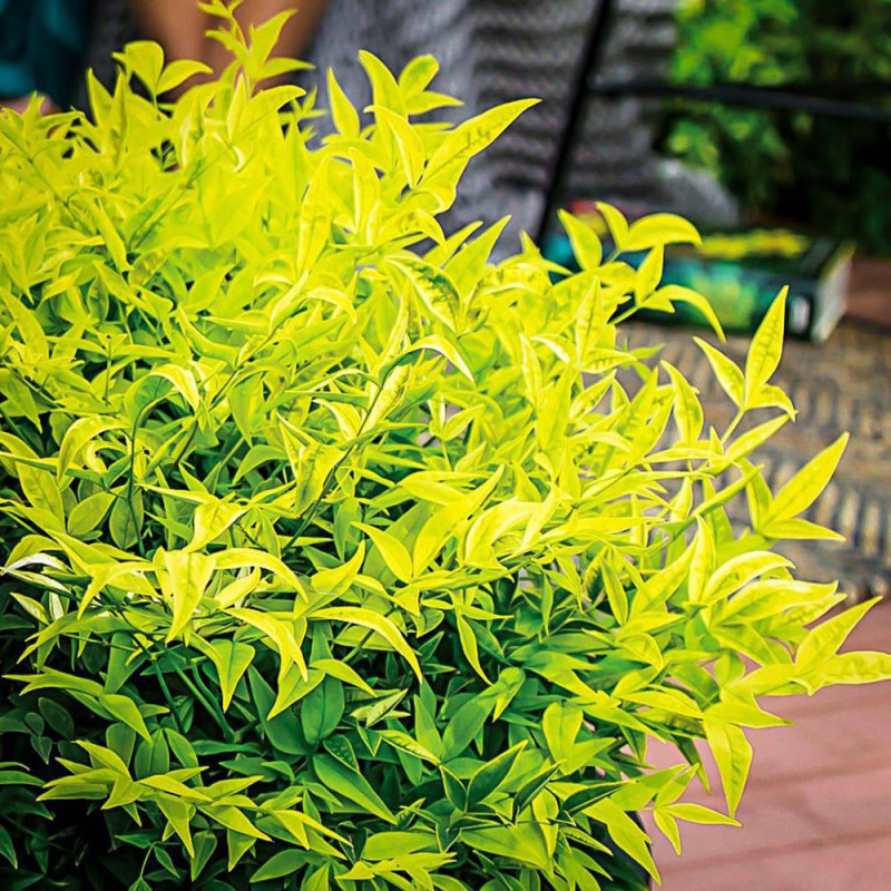 Nandina - Bambus Sfant "Lemon" Ghiveci 2L - Bulbshop