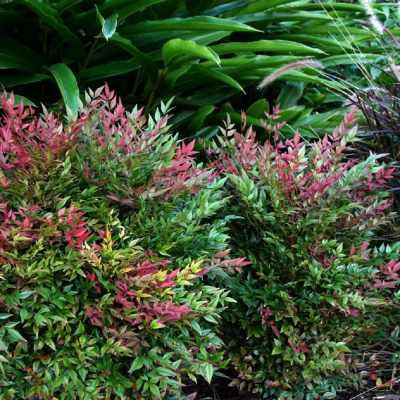 Nandina - Bambus Sfant "Obsessed" Ghiveci 2L - Bulbsohp