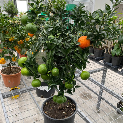 Portocal Citrus Aurantium - "Chinotto" - Ghiveci 4L - 80-100cm