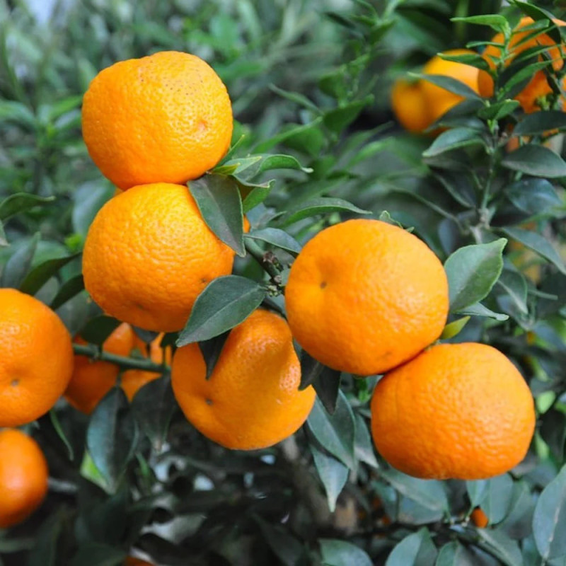 Portocal Citrus Aurantium - "Chinotto" - Ghiveci 4L - 80-100cm