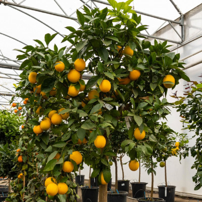 Portocal Comun - Citrus Sinensis - Ghiveci 4L - 100cm