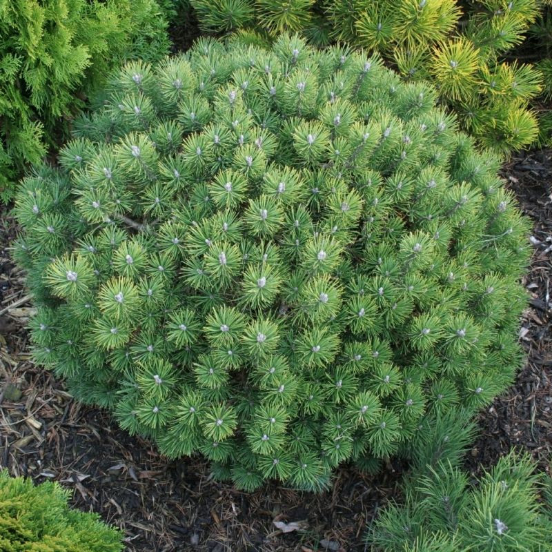 Pinus Mugo "Mops" - Pin Pitic - Jneapan - Ghiveci 5L - 35-40cm
