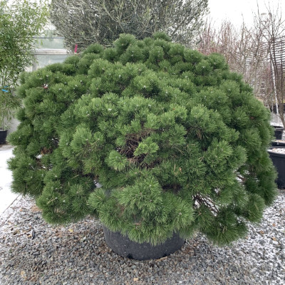 Pinus Mugo "Mops" - Pin Pitic - Jneapan - Ghiveci 5L - 35-40cm