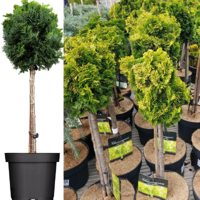 Chamaecyparis "Nana Aurea" Pomisor Ghiveci 10L - Bulbshop