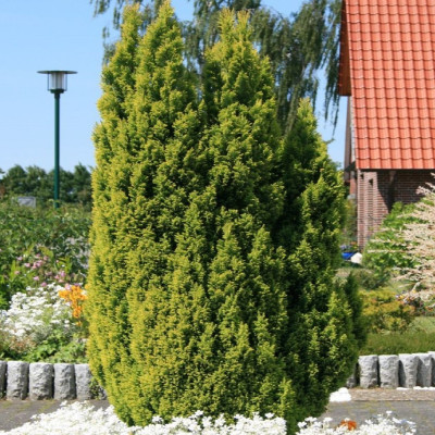 Chamaecyparis Lawsoniana "Elw. Gold" - Ghiveci 3L - 50-60cm