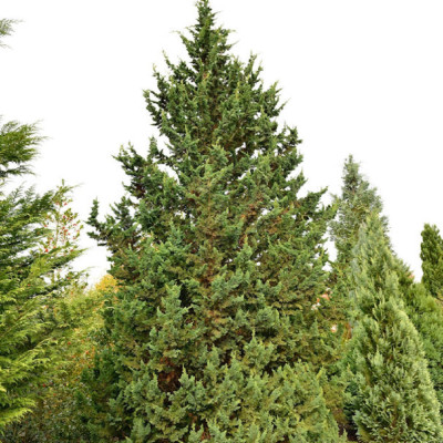 Chamaecyparis Lawsoniana "Wisselli" - Ghiveci 3L - 50-60cm