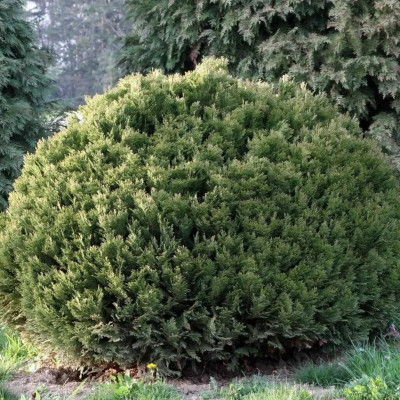 Chamaecyparis Lawsoniana Globular - Ghiveci 3L - 40-50cm