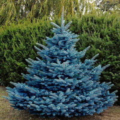 Molid Argintiu Picea Pungens "Diamond Blue" - Ghiveci 3L 80cm