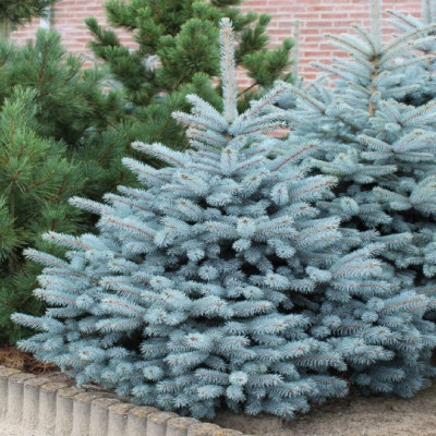 Molid Argintiu Picea Pungens "Super Blue" - Ghiveci 3L 70-80cm
