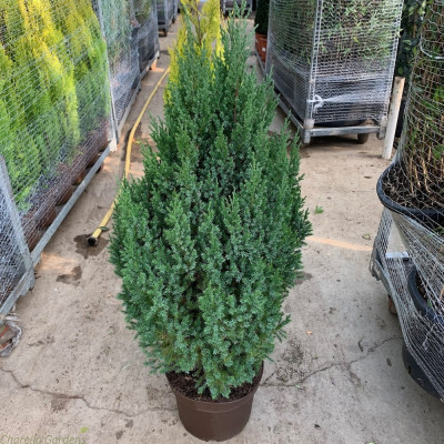 Juniperus Stricta - Ienupar Chinezesc Columnar Ghiveci 3L