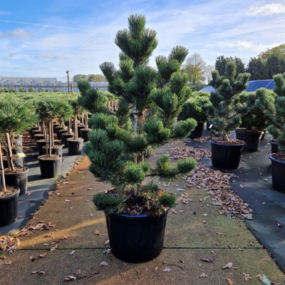 Pinus Nigra - Pin Negru "Oregon Green" Ghiveci 5L - 50-60cm