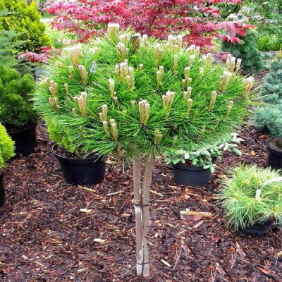 Pin Rosu Japonez "Low Glow" pe Tulpina Ghiveci 8L - 60-70cm
