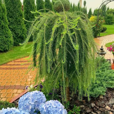 Larix Plangator - Kaempferi "Stiff Weeper" Ghiveci 8L - 140cm