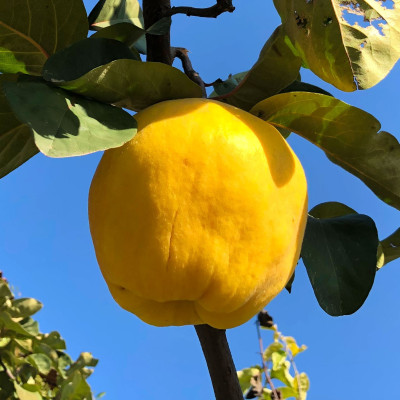 Gutui de Husi - Pom Fructifer Anul 3 - Radacina Ambalata
