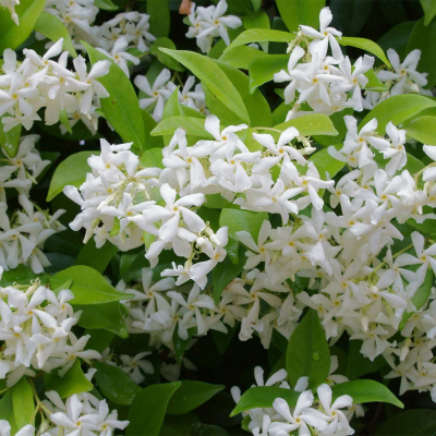 Iasomie Alba "White Star" - Butasi Ghiveci 2 L - Bulbshop