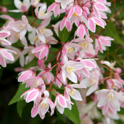 Deutzia Yuki Cherry  - Butasi Anul 3 - Radacina Ambalata