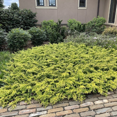 Juniperus Conferta "All Gold" - Ghiveci 3L - 40-50cm