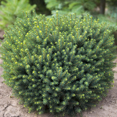 Molid Sarbesc Picea Omorika "Karel" Ghiveci 3L - Bulbshop