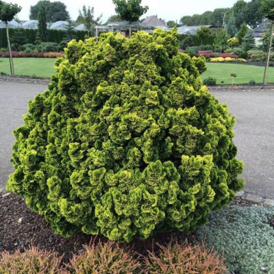 Chamaecyparis Obtusa "Aurora" - Ghiveci 2L - Bulbshop