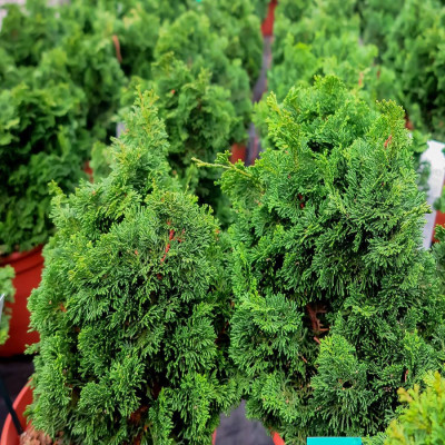 Chamaecyparis Obtusa "Brigitte" - Ghiveci 2L - Bulbshop