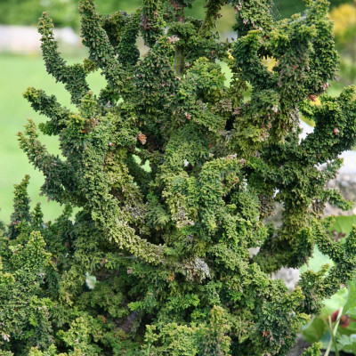 Chamaecyparis Obtusa "Chrimen" - Ghiveci 2L - Bulbshop