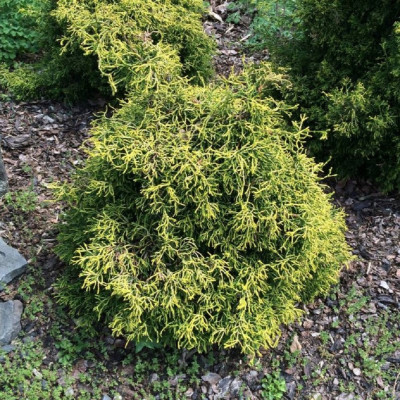 Chamaecyparis Obtusa "Gitte Gold" - Ghiveci 2L - Bulbshop