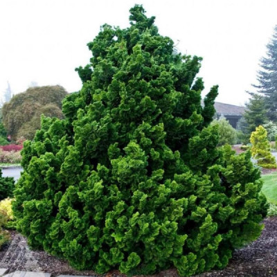 Chamaecyparis Obtusa "Nana Graciallis" - Ghiveci 2L