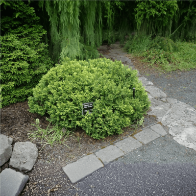 Chamaecyparis Pisfera "Golden Pin Cushion" - Ghiveci 2L