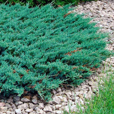 Juniperus Conferta "Blue Chiffon" - Ghiveci 2L - Bulbshop