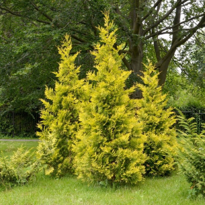 Thuja "4 Everygold" - Tuia Vesnic Verde - Ghiveci 2L