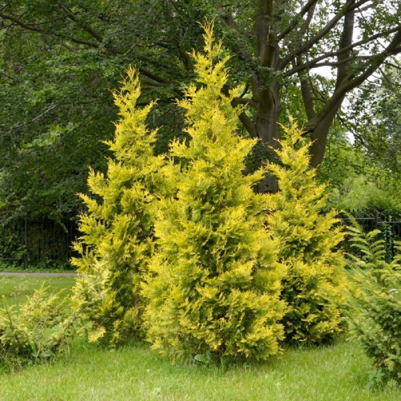 Thuja "4 Everygold" - Tuia Vesnic Verde - Ghiveci 2L