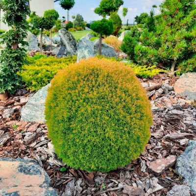 Thuja "Anniek" - Tuia Globulara - Ghiveci 2L - Bulbshop