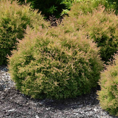 Thuja "Fire Chief" - Tuia Globulara - Ghiveci 2L - Bulbshop