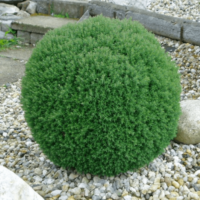 Thuja "Teddy" - Tuia Globulara - Ghiveci 2L - Bulbshop
