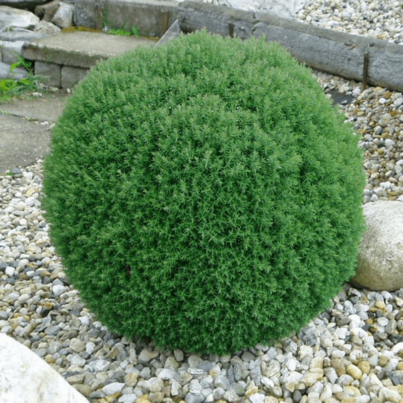 Thuja "Teddy" - Tuia Globulara - Ghiveci 2L - Bulbshop