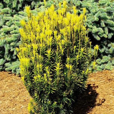 Cephalotaxus Har. "Korean Gold" - Ghiveci 2L - Bulbshop