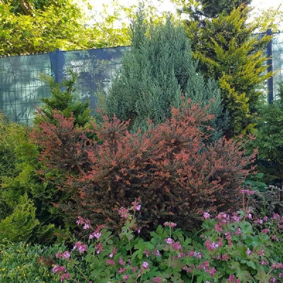 Podocarpus "Chocolate Box" - Ghiveci 2L - Bulbshop