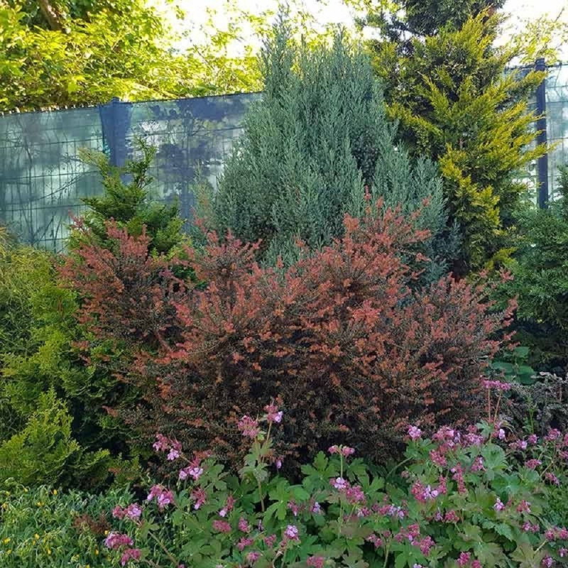 Podocarpus "Chocolate Box" - Ghiveci 2L - Bulbshop