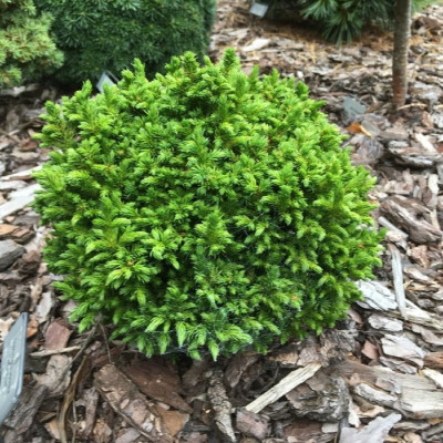 Cryptoemeria "Green Pearl" - Cedru Japonez - Ghiveci 2L