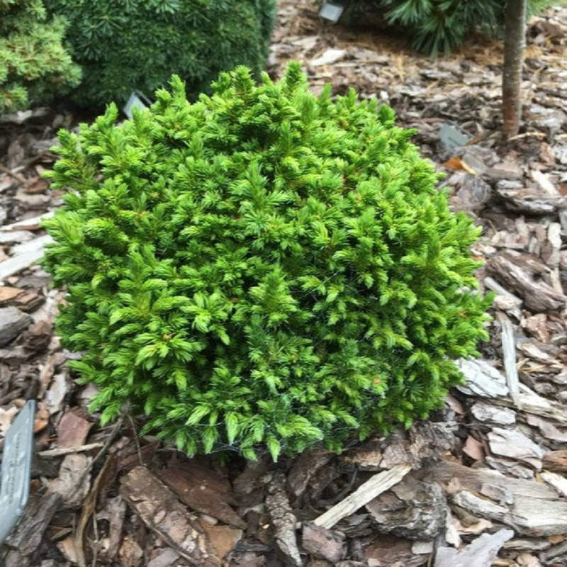 Cryptoemeria "Green Pearl" - Cedru Japonez - Ghiveci 2L