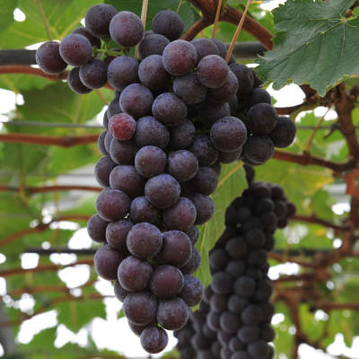 Vita de Vie "Crimson Negru" Ghiveci 2L - An 3 - Masa