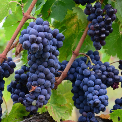 Vita de Vie Butasi "Muscat Albastru" Ghiveci 2L - An 3 - Masa