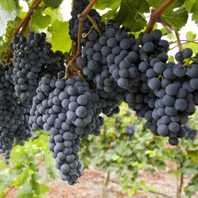 Vita de Vie "Regent" Ghiveci 2L - An 3 - Soi de Vin - Bulbshop
