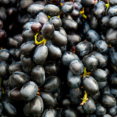 Vita de Vie "Iomanto Negru" Ghiveci 2L - An 3 - Masa