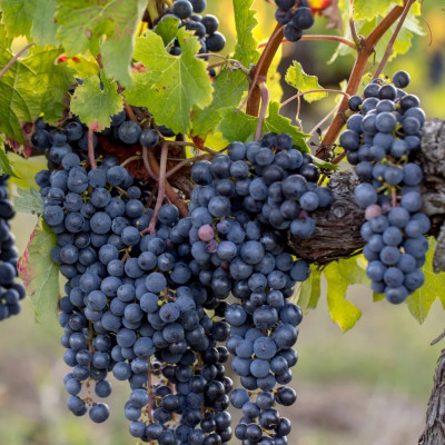 Vita de Vie "Marechal Foch" Ghiveci 2L - An 3 - Vin si Masa